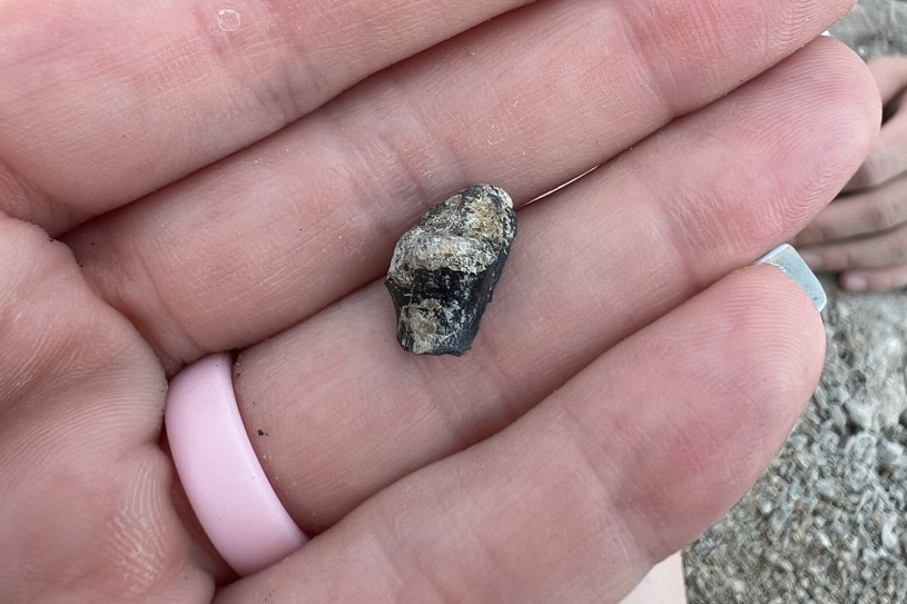 Closeup of dinosaur fossil in an open hand with a pink ring