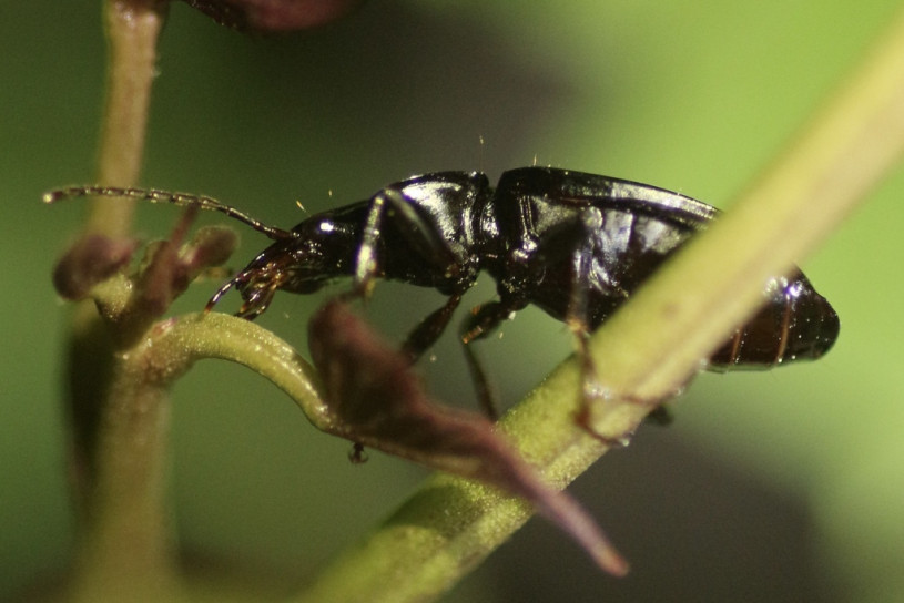A darkling beetle on a stem