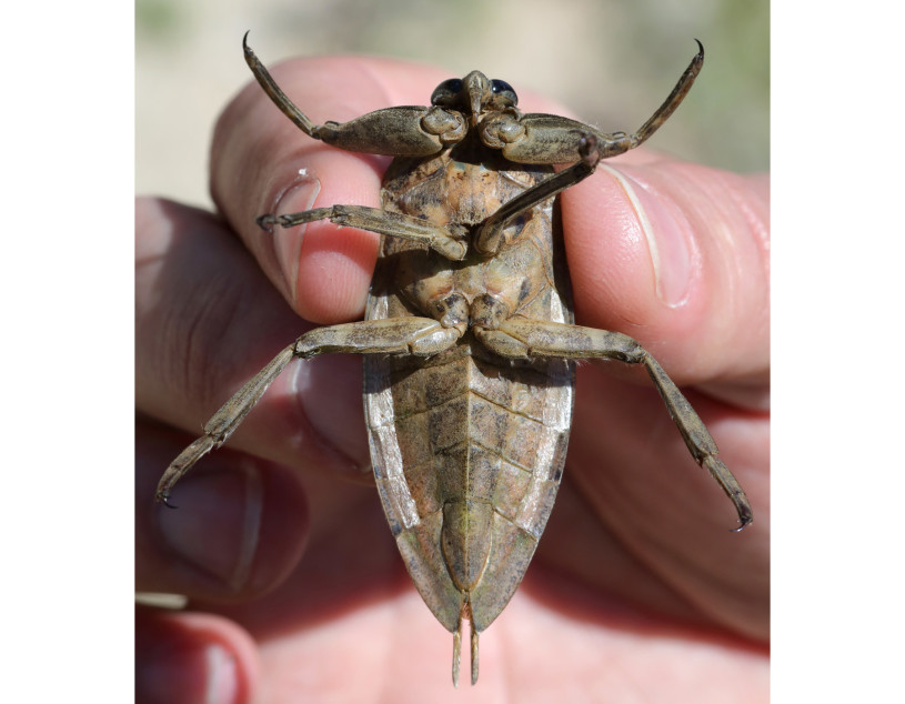 A big bug being held by a hand with its arms splayed 