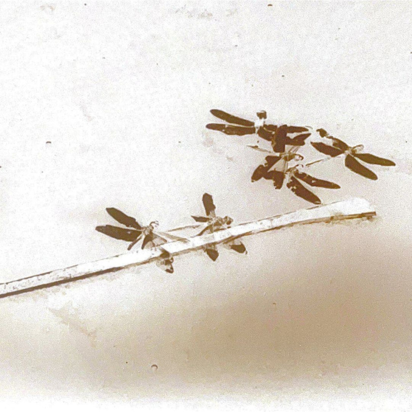Dragonflies trapped on the surface of an asphalt seep sepia toned.