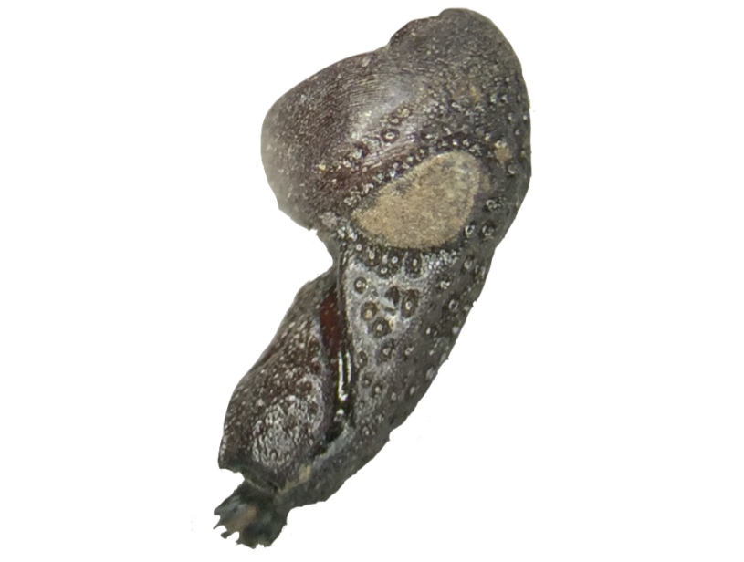 weevil microfossil found at la brea tar pits