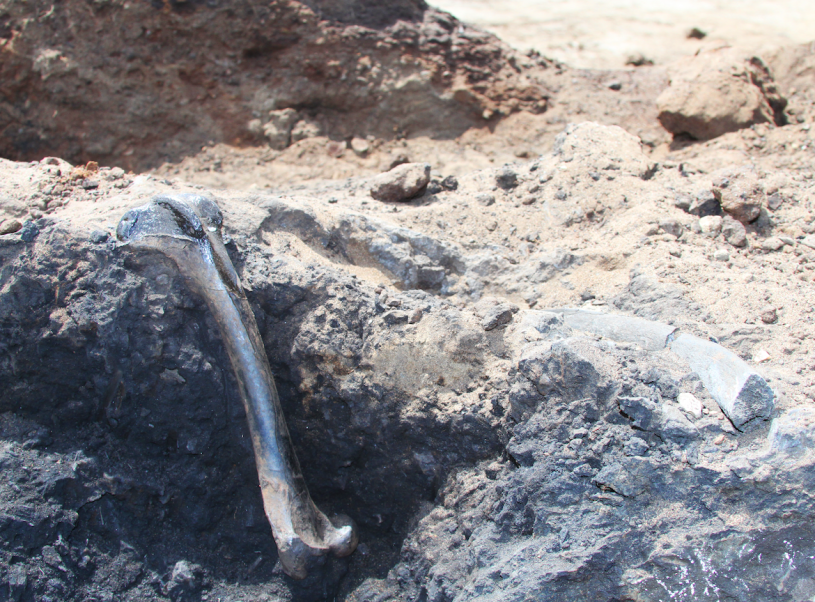 A femur bone fossil sitting in asphalt, next to a half-buried sloth rib