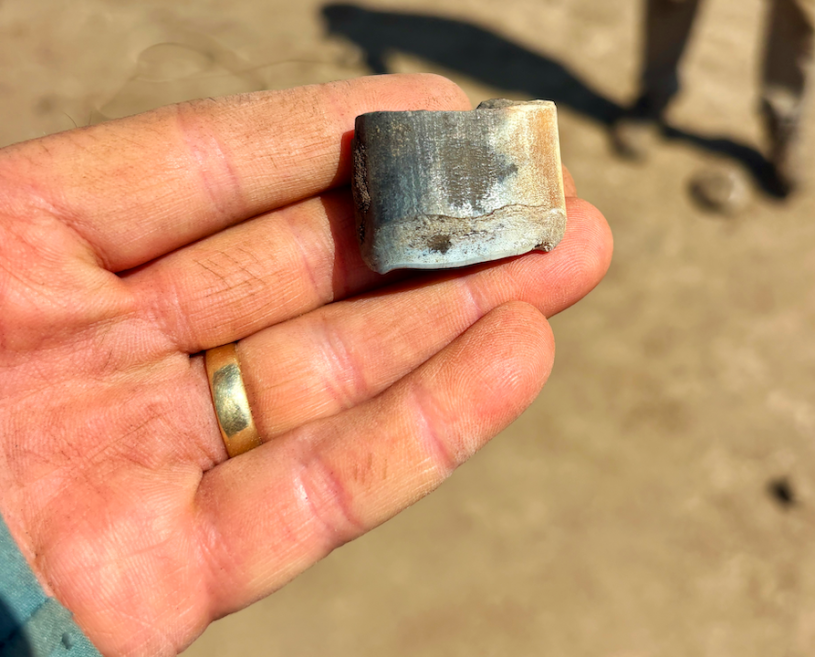 A hand holds a blue and orange giant sloth tooth