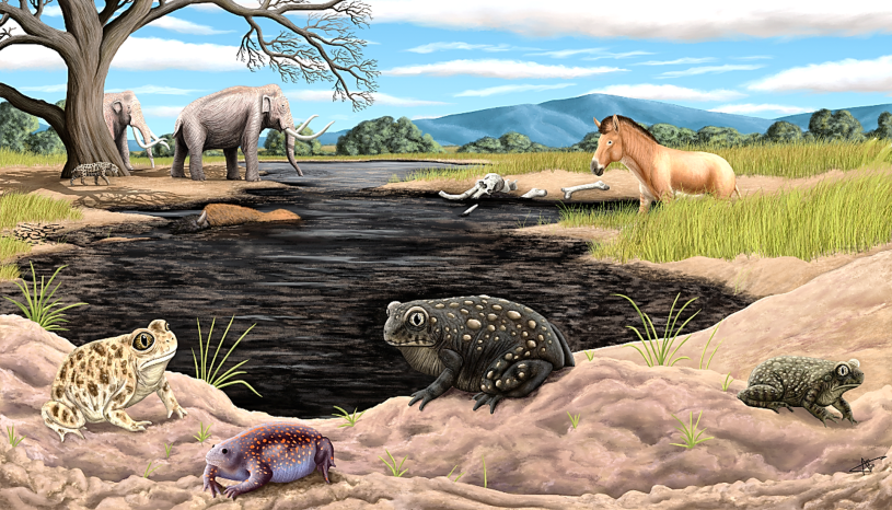 Reconstruction of Spea labreae, a black toad with orange spots in front of a tar pit, flanked by three other toads
