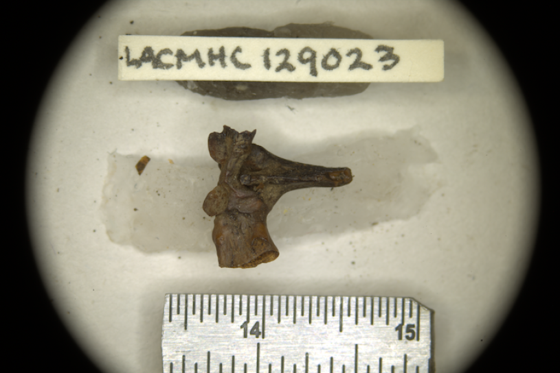 A tiny bone in between a tag readign 'LACMHC 129023' and a ruler