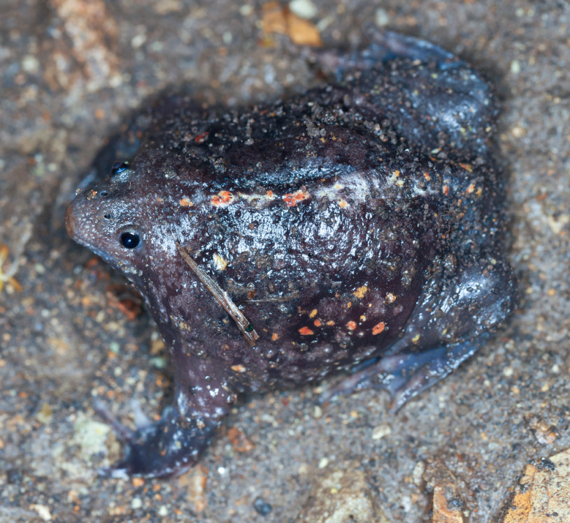 A dark brown toad with little orange spots