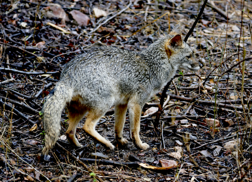 A small fox stands on a brown leafy background