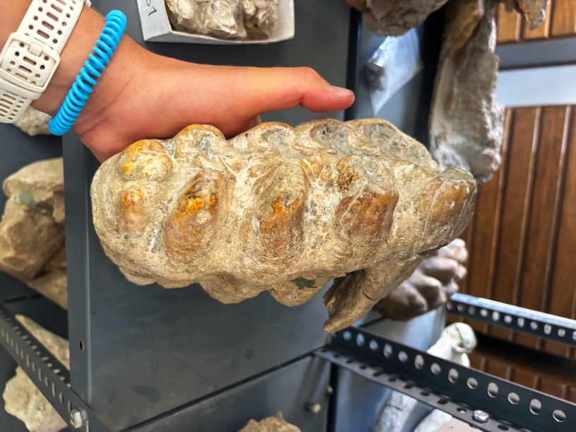 Fossilized ancient elephant teeth being held by a hand