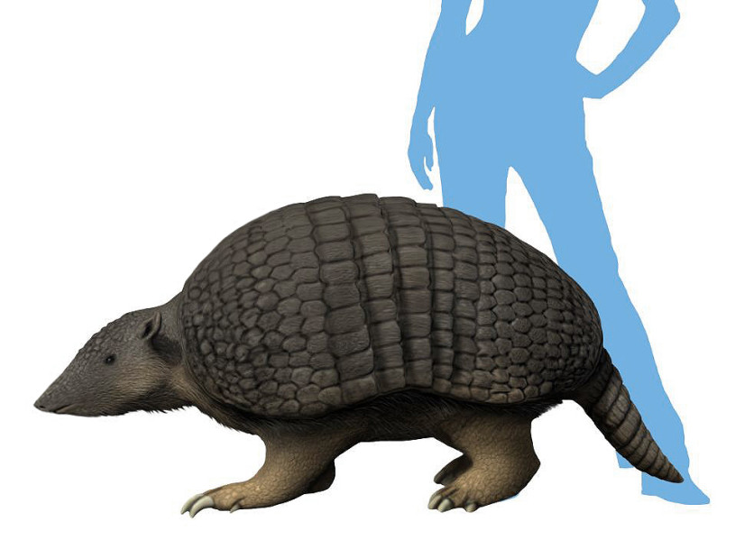 A drawing of a giant armadillo in front of a human silhouette 