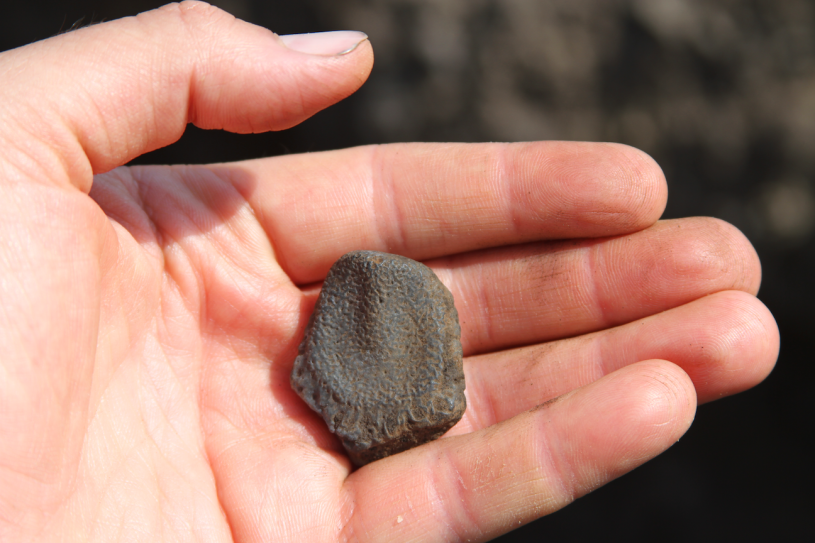 Pampathere osteoderm held in a hand