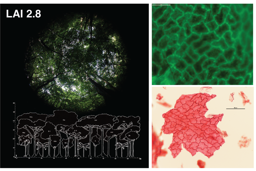(Left) Fisheye view of a forest canopy with a Leaf Area Index of 2.8 above a corresponding estimate of forest structure. (Top Right) Leaf cuticle collected from modern forest soil. (Bottom Right), Fossilized leaf cuticle from the Hanna Basin.