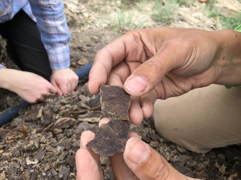 A pair of hands hold brown bits of fossil leaves. 