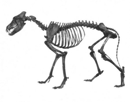 an articulated (arranged like it&#039;s alive) skeleton of a dire wolf from the tar pits