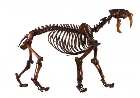 Sabertoothed cat skeleton in profile