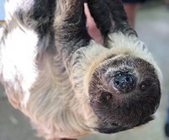 Sloth with a gray and brown face and cream-colored body hanging upside down, looking at the camera