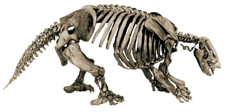 Articulated skeleton of a Harlan's Ground Sloth